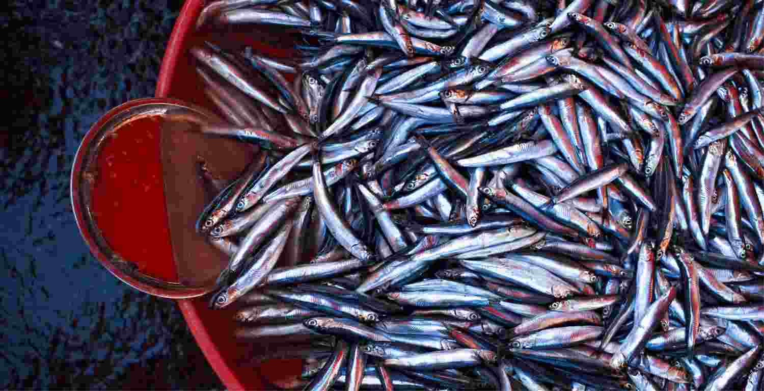 boquerones pescados