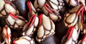 Percebes muy cerca