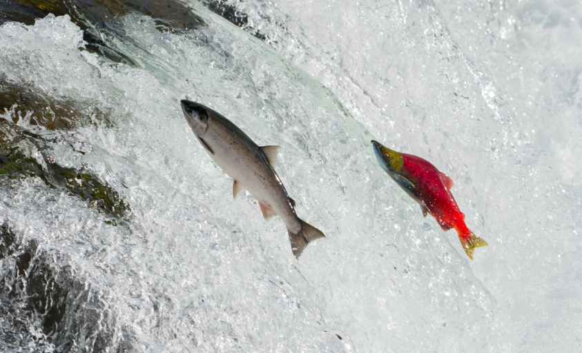 Salmones en el rio