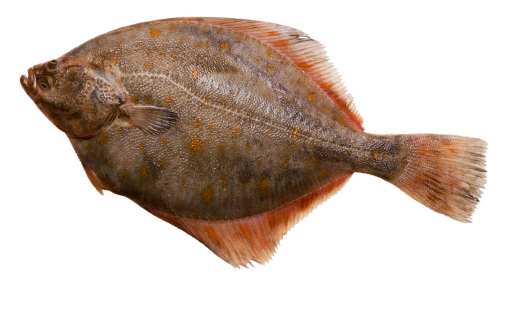 pescado de platija