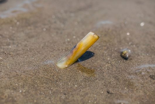 una navaja del mar en la playa