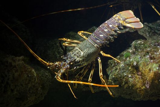 un bogavante sobre una roca en el mar mediterráneo