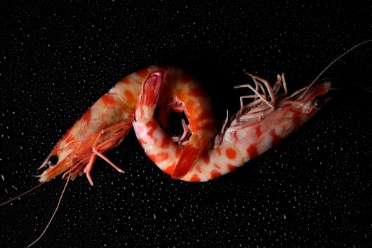 gamba vs langostino: ¿Cuál es mejor?