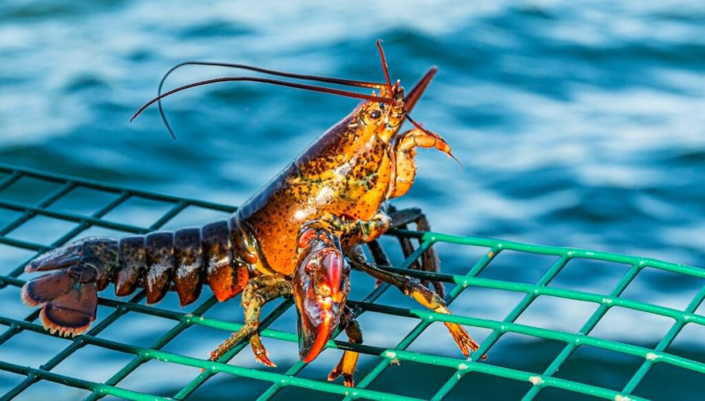 bogavante siendo pescado con nasa