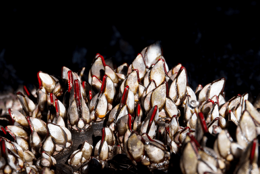 Percebes juntos