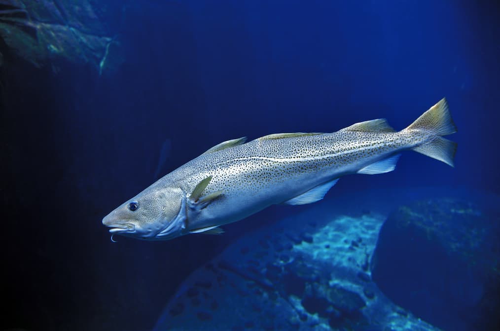 Bacalao-nadando-bajo-el-mar