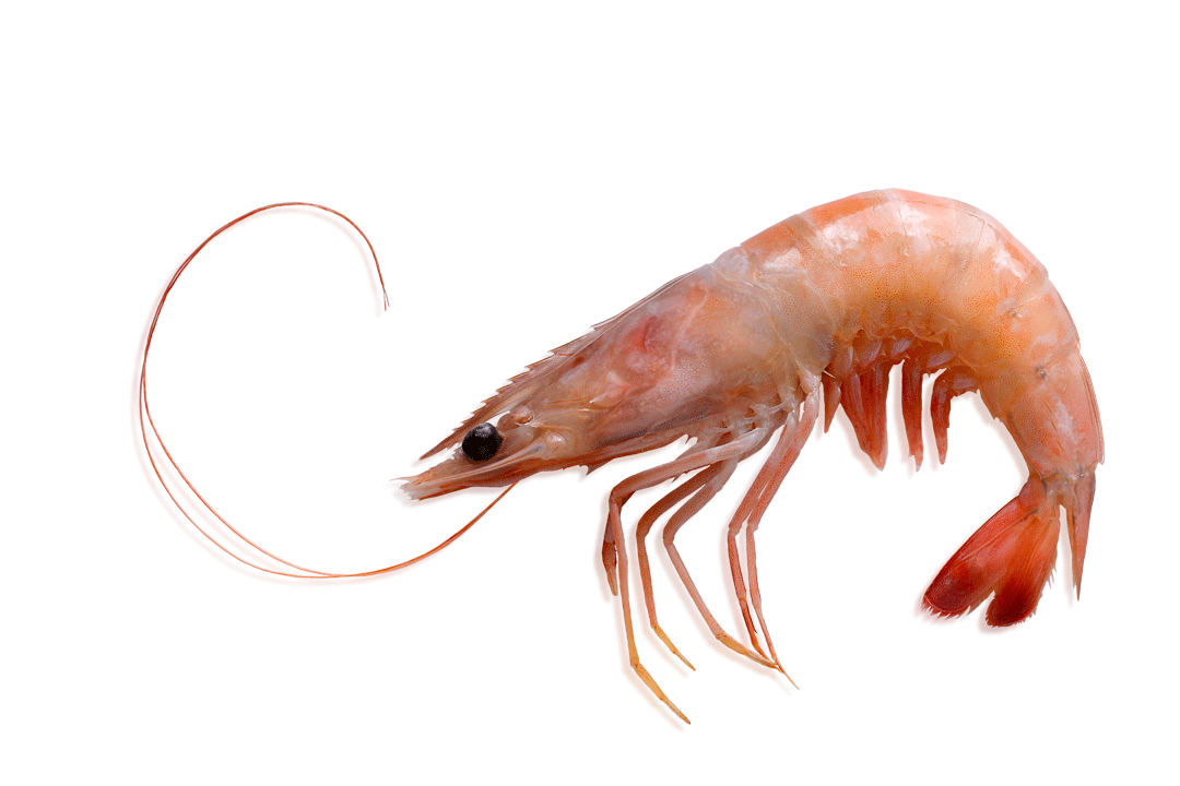 Imagen_langostino_salvaje_crudo_WEB