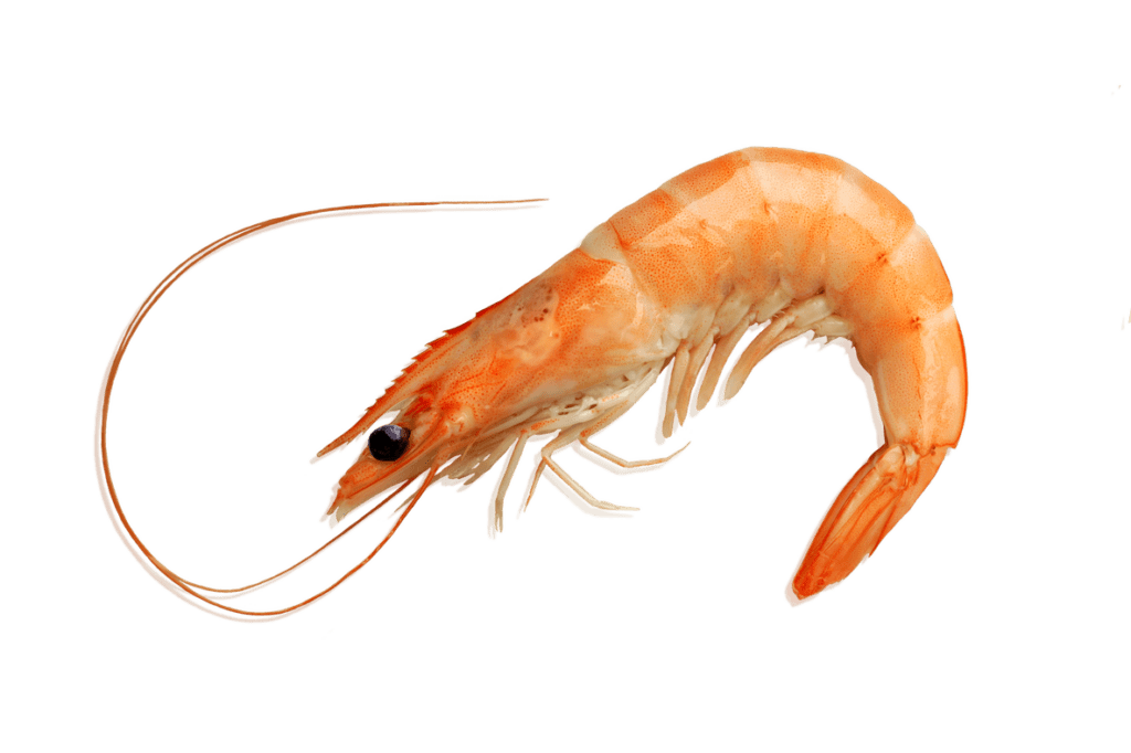 Imagen_langostino_cocido_HD (1)