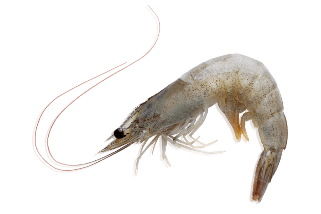 Imagen_langostino_crudo_HD (1)