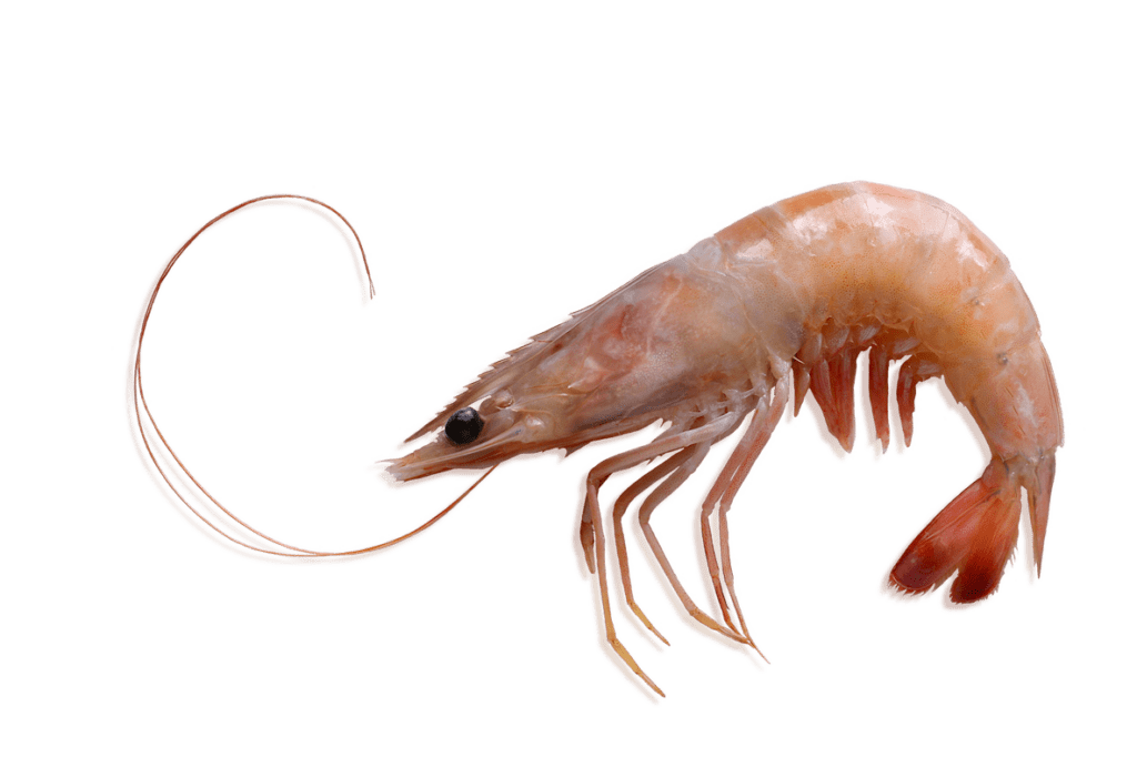 Imagen_langostino_salvaje_crudo_HD (1)