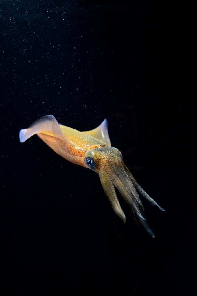 calamar Loligo vulgaris
