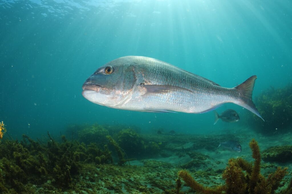 Pargo nadando en las profundidades del mar