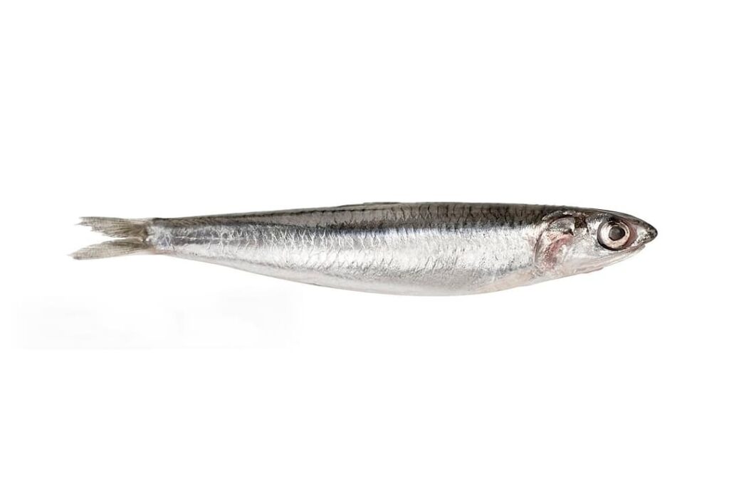 anchoa-boqueron