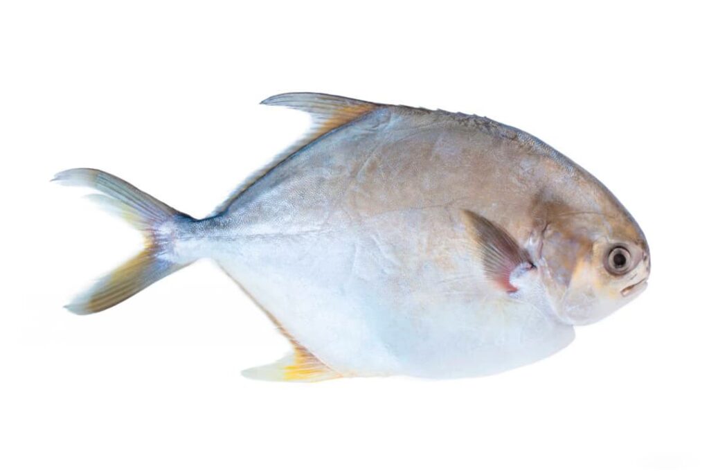 palometa