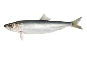 Herring - What it is, Characteristics and Properties