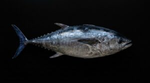 Detail of fresh bluefin tuna on a black background