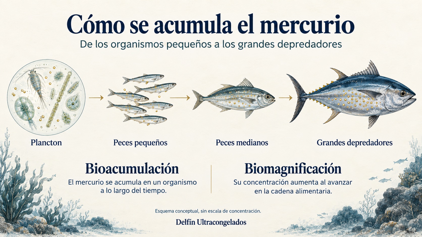 Esquema de la cadena alimentaria desde el plancton hasta los grandes depredadores que distingue la bioacumulación del mercurio en un organismo de la biomagnificación entre niveles tróficos